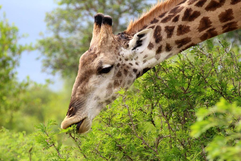 Umlani Bushcamp Villa Timbavati Game Reserve Exterior photo